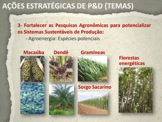 AÇÕES ESTRATÉGICAS DE P&D (TEMAS)

   3- Fortalecer as Pesquisas Agronômicas para potencializar
   os Sistemas Sustentáveis de Produção:
       - Agroenergia: Espécies potenciais

     Macaúba      Dendê       Gramíneas
                                              Florestas
                                              energéticas



                            Sorgo Sacarino
 