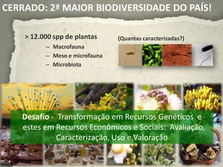 CERRADO: 2ª MAIOR BIODIVERSIDADE DO PAÍS!

    > 12.000 spp de plantas     (Quantas caracterizadas?)
          – Macrofauna
          – Meso e microfauna
          – Microbiota




   Desafio - Transformação em Recursos Genéticos e
   estes em Recursos Econômicos e Sociais: Avaliação,
             Caracterização, Uso e Valoração
 