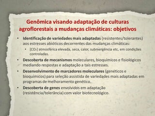Genômica visando adaptação de culturas
 agroflorestais a mudanças climáticas: objetivos
• Identificação de variedades mais adaptadas (resistentes/tolerantes)
  aos estresses abióticos decorrentes das mudanças climáticas:
    • [CO2] atmosférica elevada, seca, calor, submergência etc, em condições
      controladas.
• Descoberta de mecanismos moleculares, bioquímicos e fisiológicos
  mediando respostas e adaptação a tais estresses.
• Desenvolvimento de marcadores moleculares (genéticos e
  bioquímicos) para seleção assistida de variedades mais adaptadas em
  programas de melhoramento genético.
• Descoberta de genes envolvidos em adaptação
  (resistência/tolerância) com valor biotecnológico.
 