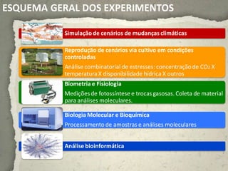 ESQUEMA GERAL DOS EXPERIMENTOS

          Simulação de cenários de mudanças climáticas

          Reprodução de cenários via cultivo em condições
          controladas
          Análise combinatorial de estresses: concentração de CO2 X
          temperatura X disponibilidade hídrica X outros
          Biometria e Fisiologia
          Medições de fotossíntese e trocas gasosas. Coleta de material
          para análises moleculares.

          Biologia Molecular e Bioquímica
          Processamento de amostras e análises moleculares


          Análise bioinformática
 