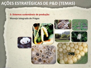 AÇÕES ESTRATÉGICAS DE P&D (TEMAS)

                            3- Sistemas sustentáveis de produção:
                            Manejo Integrado de Pragas




                                                                    64
terça-feira, janeiro 26, 9:12:06
 