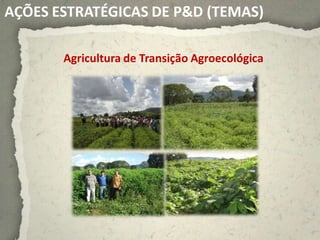 AÇÕES ESTRATÉGICAS DE P&D (TEMAS)

       Agricultura de Transição Agroecológica
 