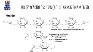 polissacarídeos: Função de Armazenamento
Amido
 