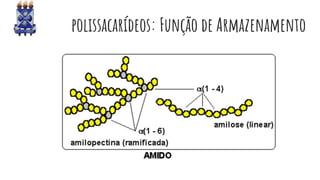 polissacarídeos: Função de Armazenamento
 