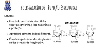 polissacarídeos: Função Estrutural
Celulose
● Principal constituinte das células
vegetais conferindo-lhes resistência
e proteção.
● Apresenta somente cadeias lineares.
● É um homopolissacarídeo de glicoses
unidas através de ligação β1-4.
 