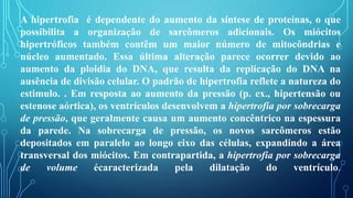 A hipertrofia é dependente do aumento da síntese de proteínas, o que
possibilita a organização de sarcômeros adicionais. Os miócitos
hipertróficos também contêm um maior número de mitocôndrias e
núcleo aumentado. Essa última alteração parece ocorrer devido ao
aumento da ploidia do DNA, que resulta da replicação do DNA na
ausência de divisão celular. O padrão de hipertrofia reflete a natureza do
estimulo. . Em resposta ao aumento da pressão (p. ex., hipertensão ou
estenose aórtica), os ventrículos desenvolvem a hipertrofia por sobrecarga
de pressão, que geralmente causa um aumento concêntrico na espessura
da parede. Na sobrecarga de pressão, os novos sarcômeros estão
depositados em paralelo ao longo eixo das células, expandindo a área
transversal dos miócitos. Em contrapartida, a hipertrofia por sobrecarga
de volume écaracterizada pela dilatação do ventrículo.
 