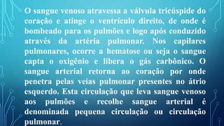 O sangue venoso atravessa a válvula tricúspide do
coração e atinge o ventrículo direito, de onde é
bombeado para os pulmões e logo após conduzido
através da artéria pulmonar. Nos capilares
pulmonares, ocorre a hematose ou seja o sangue
capta o oxigênio e libera o gás carbônico. O
sangue arterial retorna ao coração por onde
penetra pelas veias pulmonar presentes no átrio
esquerdo. Esta circulação que leva sangue venoso
aos pulmões e recolhe sangue arterial é
denominada pequena circulação ou circulação
pulmonar.
 