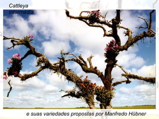 Cattleya
intermédia




                                          1
       e suas variedades propostas por Manfredo Hübner
 