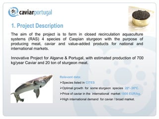 1. Project  Description The aim of the project is to farm in closed recirculation aquaculture systems (RAS) 4 species of Caspian sturgeon with the purpose of producing meat, caviar and value-added products for national and international markets.  Innovative Project for Algarve & Portugal, with estimated production of 700 kg/year Caviar and 20 ton of sturgeon meat.  Relevant data: Species listed in  CITES Optimal growth  for  some sturgeon  species  20º- 26ºC. Price of caviar in the  international  market  1000 EUR/kg . High international demand  for caviar / broad market. 