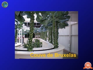 Couve   de Bruxelas 