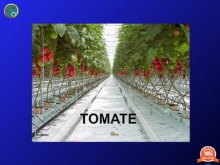 Tomate 
