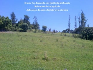 Germoplasma CIAT desarrollado por Anprosem