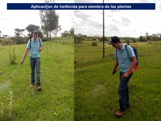 Germoplasma CIAT desarrollado por Anprosem