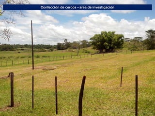 Germoplasma CIAT desarrollado por Anprosem