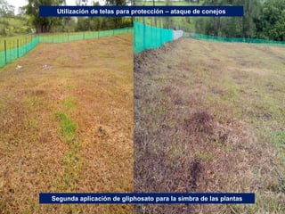 Germoplasma CIAT desarrollado por Anprosem