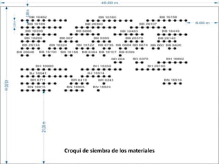 Germoplasma CIAT desarrollado por Anprosem