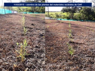 Germoplasma CIAT desarrollado por Anprosem