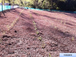 Germoplasma CIAT desarrollado por Anprosem