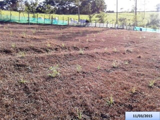 Germoplasma CIAT desarrollado por Anprosem