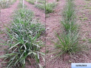 Germoplasma CIAT desarrollado por Anprosem