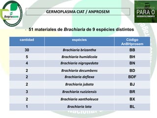 Germoplasma CIAT desarrollado por Anprosem