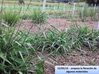 Germoplasma CIAT desarrollado por Anprosem