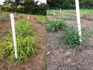 Germoplasma CIAT desarrollado por Anprosem