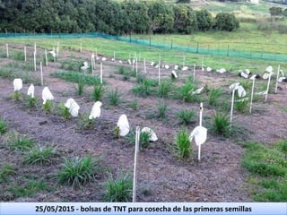 Germoplasma CIAT desarrollado por Anprosem