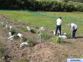 Germoplasma CIAT desarrollado por Anprosem