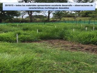 Germoplasma CIAT desarrollado por Anprosem