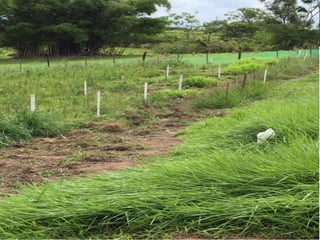 Germoplasma CIAT desarrollado por Anprosem