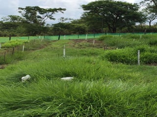 Germoplasma CIAT desarrollado por Anprosem