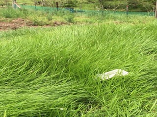 Germoplasma CIAT desarrollado por Anprosem