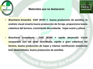 Germoplasma CIAT desarrollado por Anprosem