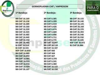 Germoplasma CIAT desarrollado por Anprosem