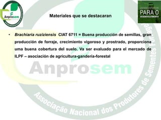 Germoplasma CIAT desarrollado por Anprosem