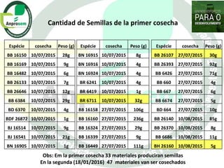 Germoplasma CIAT desarrollado por Anprosem