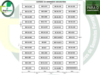 Germoplasma CIAT desarrollado por Anprosem