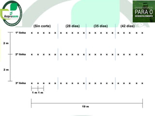Germoplasma CIAT desarrollado por Anprosem