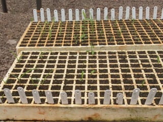 Germoplasma CIAT desarrollado por Anprosem