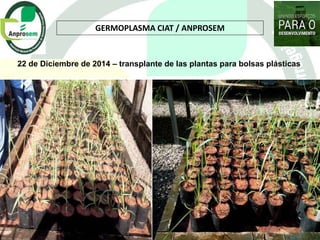 Germoplasma CIAT desarrollado por Anprosem