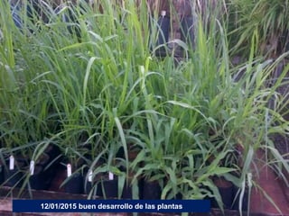 Germoplasma CIAT desarrollado por Anprosem