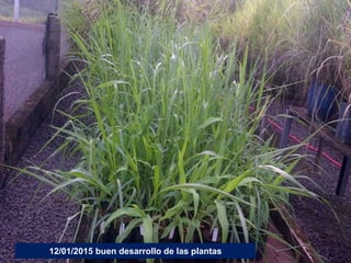 Germoplasma CIAT desarrollado por Anprosem