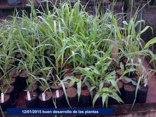 Germoplasma CIAT desarrollado por Anprosem