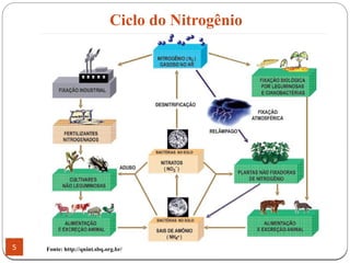 5 Fonte: http://qnint.sbq.org.br/
Ciclo do Nitrogênio
 