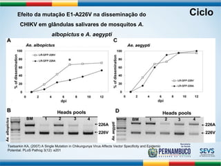 Efeito da mutação E1-A226V na disseminação do 
CHIKV em glândulas salivares de mosquitos A. 
albopictus e A. aegypti 
Tsetsarkin KA, (2007) A Single Mutation in Chikungunya Virus Affects Vector Specificity and Epidemic 
Potential. PLoS Pathog 3(12): e201 
Ciclo 
 