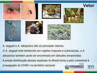 Vetor 
A. aegypti e A. albopictus são os principais vetores. 
O A. aegypti está distribuído em regiões tropicais e subtropicias, o A. 
albopictus também pode ser encontrado em latitudes temperadas 
A ampla distribuição dessas espécies no Brasil torna o país vulnerável à 
propagação do CHIKV no território nacional 
 