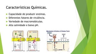 Características Químicas.
 Capacidade de produzir enzimas.
 Diferentes fatores de virulência.
 Variedade de macromoléculas.
 Alta salinidade e baixo pH.
 