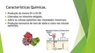Características Químicas.
 Produção da toxina O1 e O139.
 Liberadas no intestino delgado.
 Adere às células epiteliais das vilosidades intestinais.
 Produção excessiva de íons de sódio e cloro nas células
epiteliais.
 
