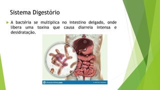 Sistema Digestório
 A bactéria se multiplica no intestino delgado, onde
libera uma toxina que causa diarreia intensa e
desidratação.
 